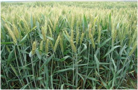 旱地小麦春季管理技术的四个要点