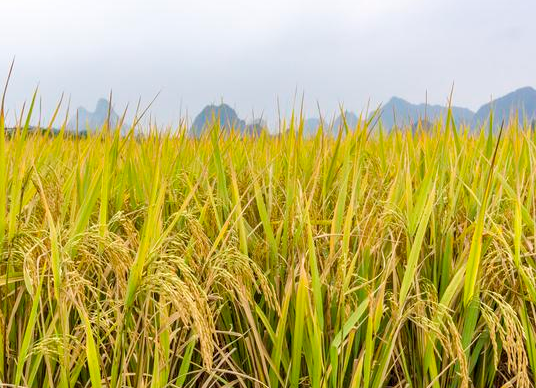 直播晚稻什么时候播种 如何施钾肥能增产