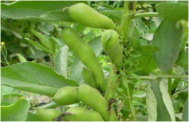 蚕豆产量低原因 如何提高蚕豆产量