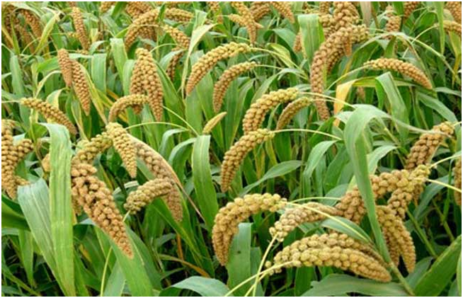 小米种植如何施种肥 小米如何追肥
