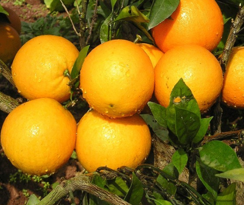冰糖橙如何栽培，冰糖橙栽培技术