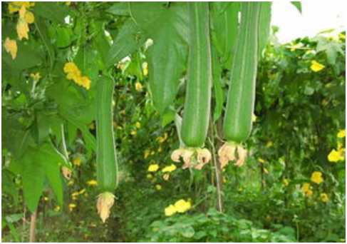 丝瓜多少温度可以播种 丝瓜各生长期的温度需求