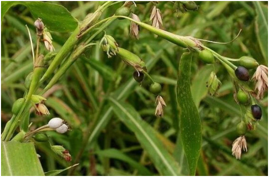 薏米如何种植 薏米种植时间及种植方法