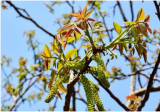核桃树疏花的方法 核桃树疏果的方法