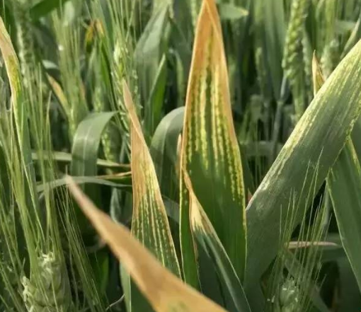 小麦叶枯病防治技术 农业 化学防治