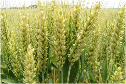 小麦叶枯病发病条件 影响因素