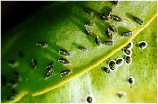 黑刺粉虱防治方法 农业、物理、生物、药剂防治