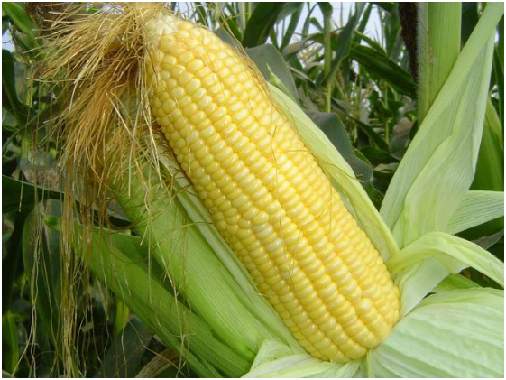 玉米增产靠什么 五大玉米增产的方法你知道几个