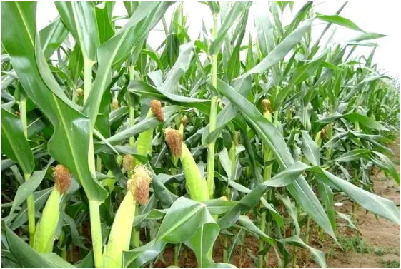 种植玉米怎么施底肥好 玉米为什么会长杈子