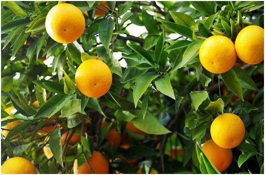 柑橘冬季施肥时间、施什么肥好、如何施肥