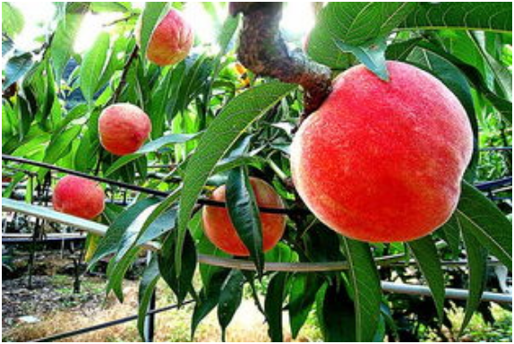 桃树缺氮的表现症状有哪些 桃树缺氮怎么办