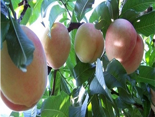 桃树施肥要点 桃树虫害的防治方法
