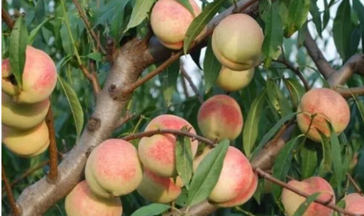 桃树一年两茬果的栽培新技术 桃树新技术介绍
