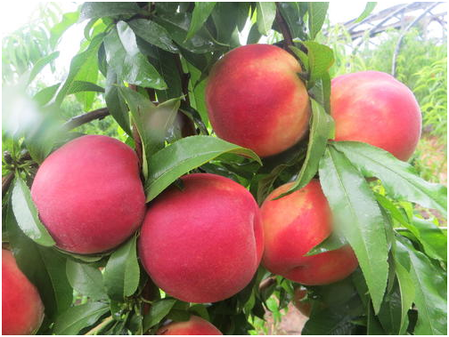 桃树的肥水管理措施有哪些 桃树肥水管理技术