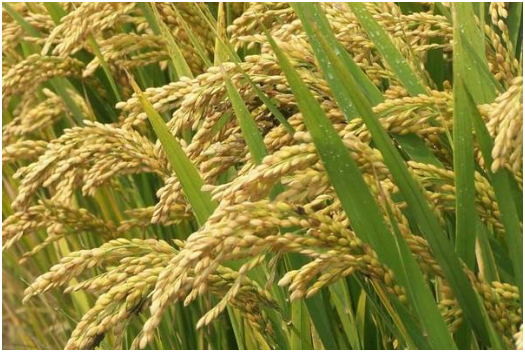 杂交水稻怎样种才能高产 杂交水稻高产栽培
