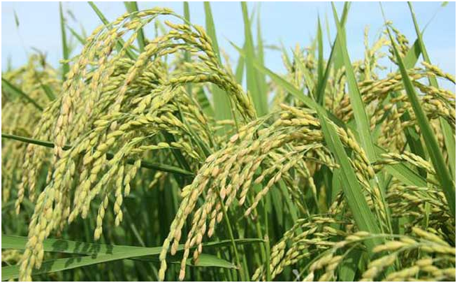 水稻苗期的主要病虫害防治技术要点