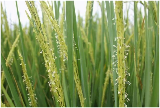 水稻旱育稀植浅插高产栽培技术要点