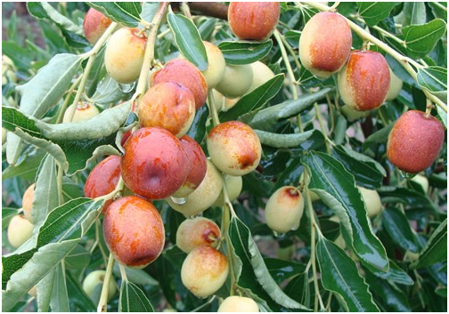 枣树需肥特点与规律 枣树需要什么肥料