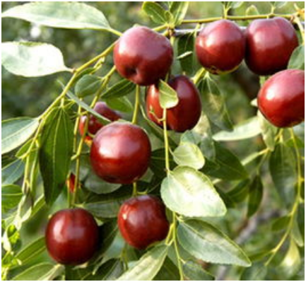 枣树栽培技术要点 枣树种植与管理方法