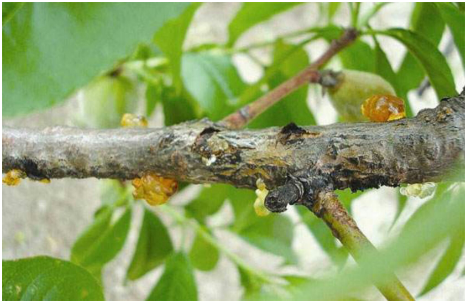 桃树腐烂病是什么原因导致的 桃树腐烂病怎么治