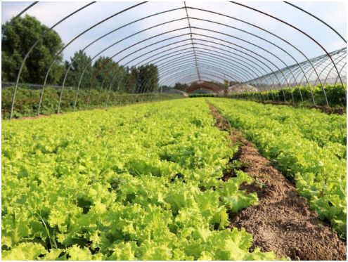 冬季温室生菜如何栽培，冬季温室生菜栽培技术