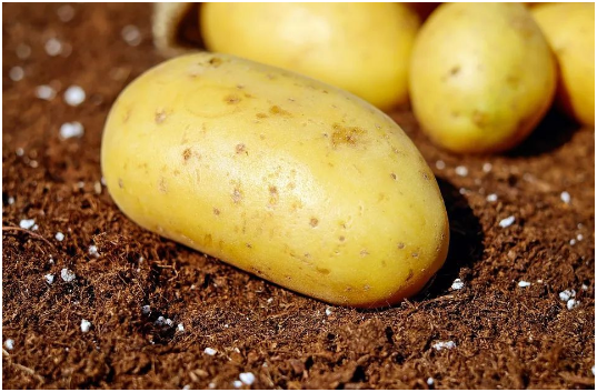 马铃薯施什么肥 马铃薯施肥管理技术