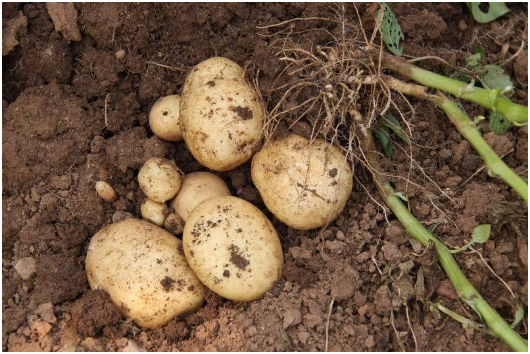 马铃薯生长的环境条件 马铃薯用什么肥料比较好