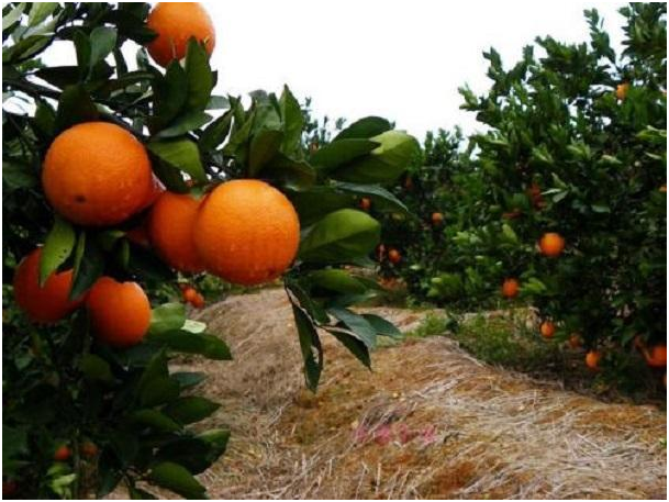 柑橘冬肥用什么肥料好