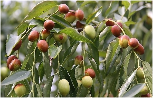 枣树的种植方法和技术要点、步骤
