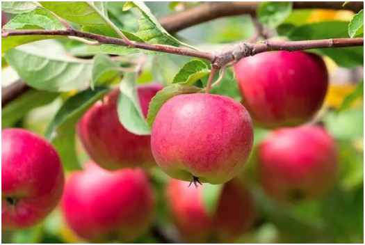 苹果绵蚜生活习性 如何防治苹果绵蚜