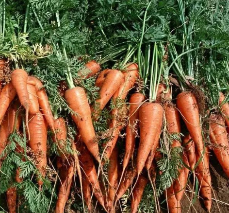 秋季胡萝卜什么时候种植 种植时间和技巧