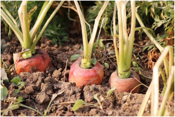 胡萝卜在什么环境种植好 胡萝卜怎么施肥