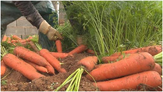 胡萝卜什么时间种植 种植方法 生长环境