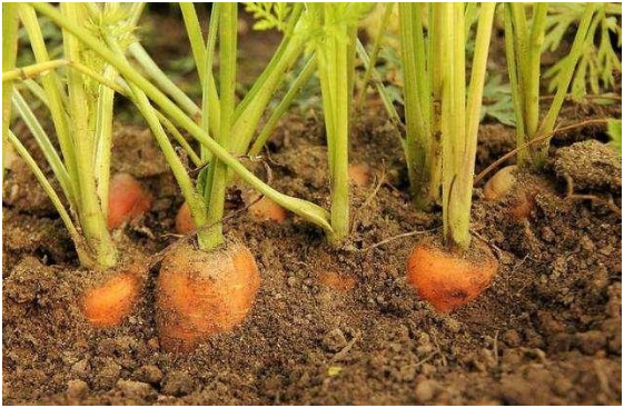 胡萝卜什么时间种植 种植时间及技术要点