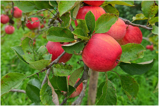 苹果优良品种有哪些优良品种应具备哪些条件
