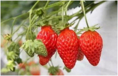 草莓施肥技术要点 种植草莓如何施肥