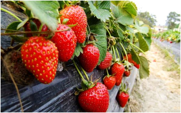 大棚草莓高产种植方法