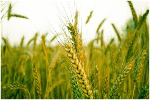 小麦节水栽培技术：冬小麦节水栽培九大方法