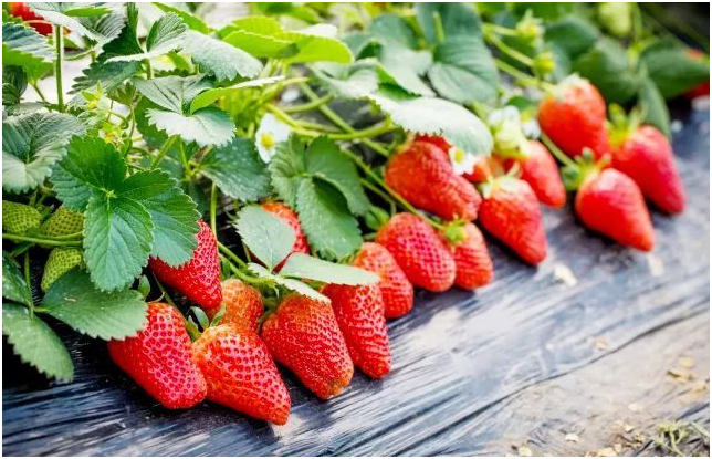 草莓为什么要控旺