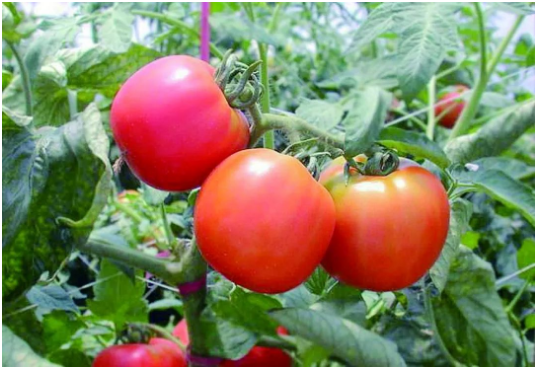 西红柿空心能吃吗 空心原因有哪些