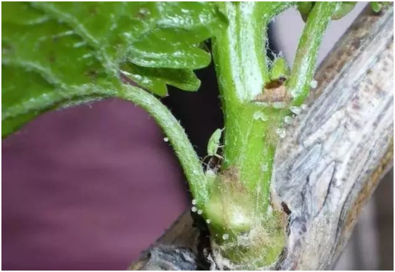 葡萄绿盲蝽是什么虫 为什么难防难治