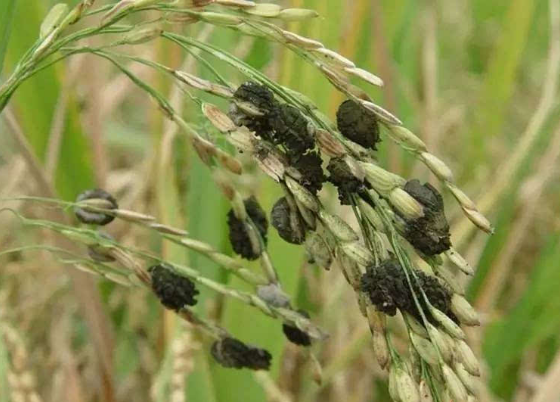 水稻稻曲病如何防治 发病条件 防治措施