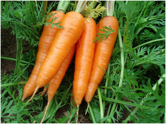 有机胡萝卜秋季如何栽培，有机胡萝卜秋季栽培技术