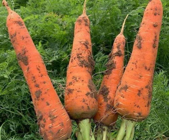 胡萝卜的播种方法
