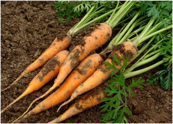 胡萝卜增产的方法