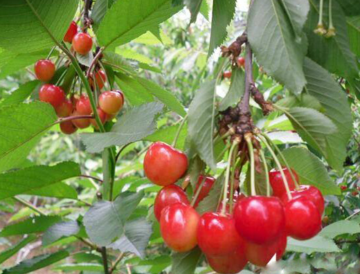 樱桃树怎样施肥好 樱桃优质高产施肥方法