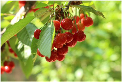 春季大樱桃怎么施肥效果好 施肥时间 施肥方法