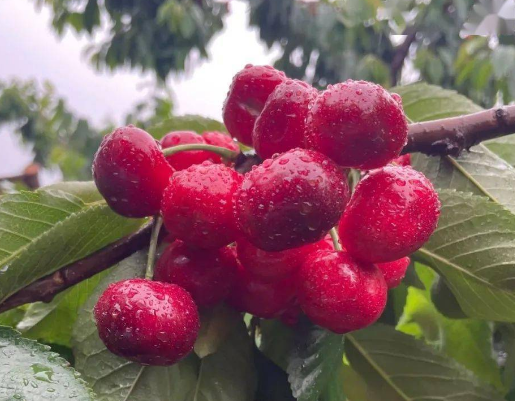 矮化大樱桃如何种植 矮化大樱桃种植优势及种植方法