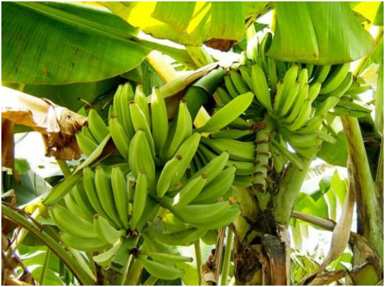 香蕉种植到收成几个月 香蕉种植气候条件