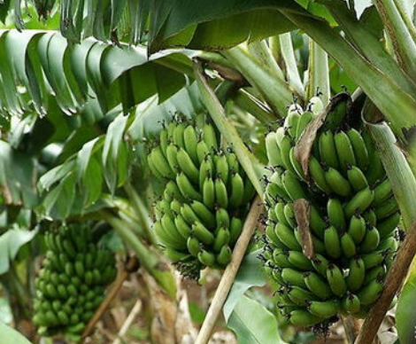 香蕉高产高效益栽培方法与步骤